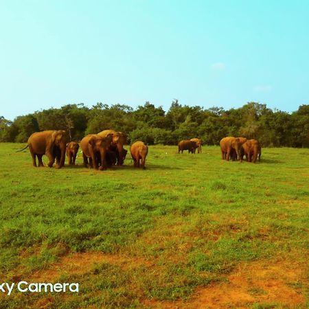 Minneriya Jeep Safari Habarana Bagian luar foto