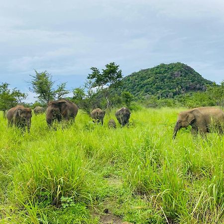 Minneriya Jeep Safari Habarana Bagian luar foto
