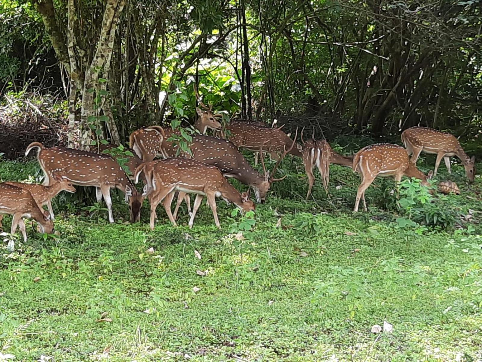 Minneriya Jeep Safari Habarana Bagian luar foto