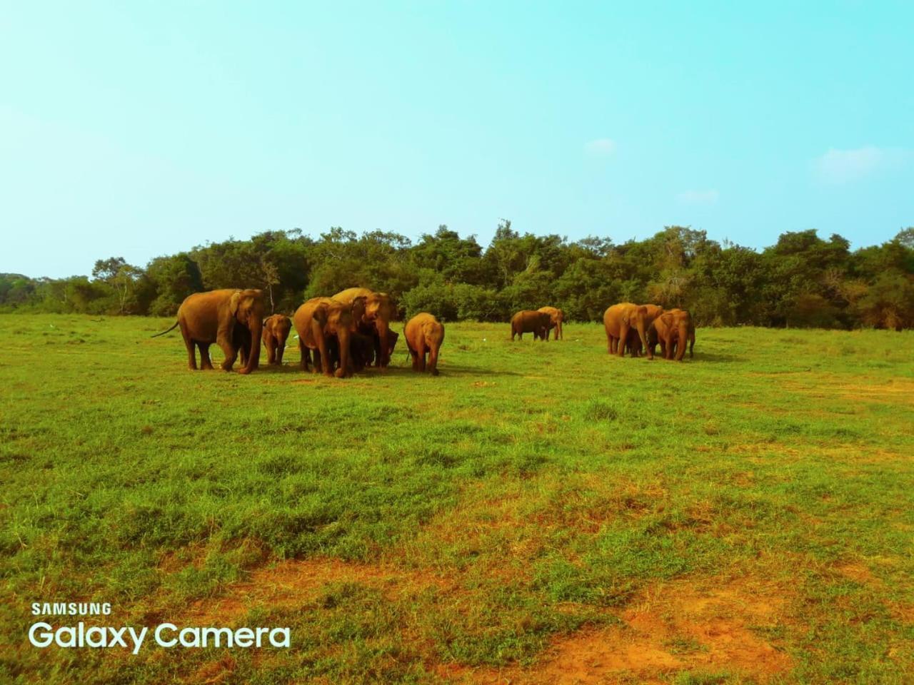 Minneriya Jeep Safari Habarana Bagian luar foto
