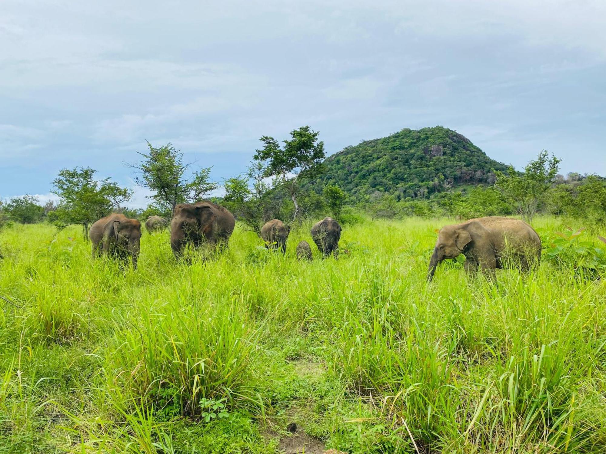 Minneriya Jeep Safari Habarana Bagian luar foto